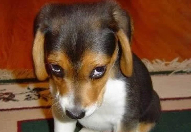 Meme mặt tức giận nhưng vẫn đáng yêu bất ngờ