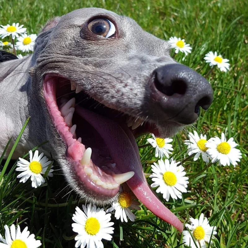 Meme dog funny sẽ làm bạn bật cười sảng khoái với những biểu cảm cực kỳ hài hước!