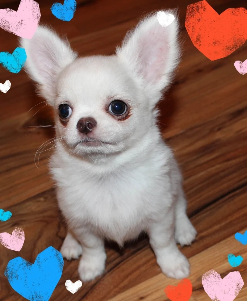 Smiling dog meme là sự kết hợp giữa sự vui vẻ và đáng yêu từ chú chó dễ thương!