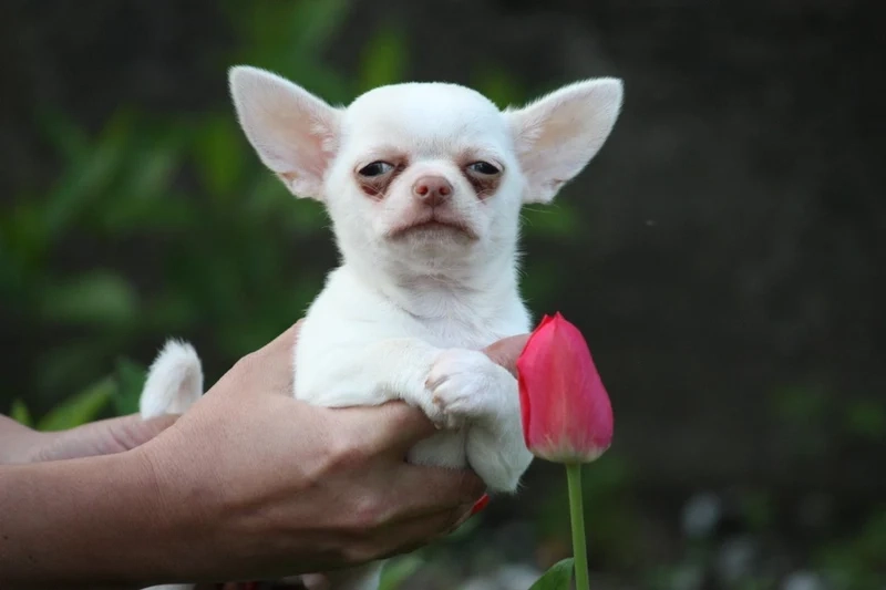 Snoop dogg meme luôn khiến bạn không thể nhịn cười với những tình huống bất ngờ!