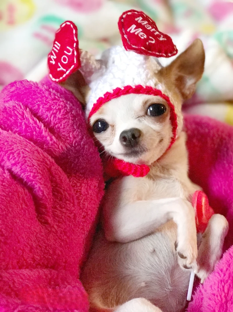 Sus dog meme tạo ra những khoảnh khắc hài hước với sự nghi ngờ đầy thú vị!