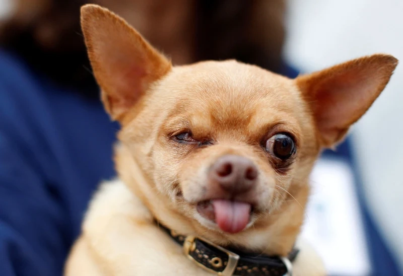 Dogs meme coin mang lại những giây phút giải trí không thể thiếu cho những ai yêu thích meme!