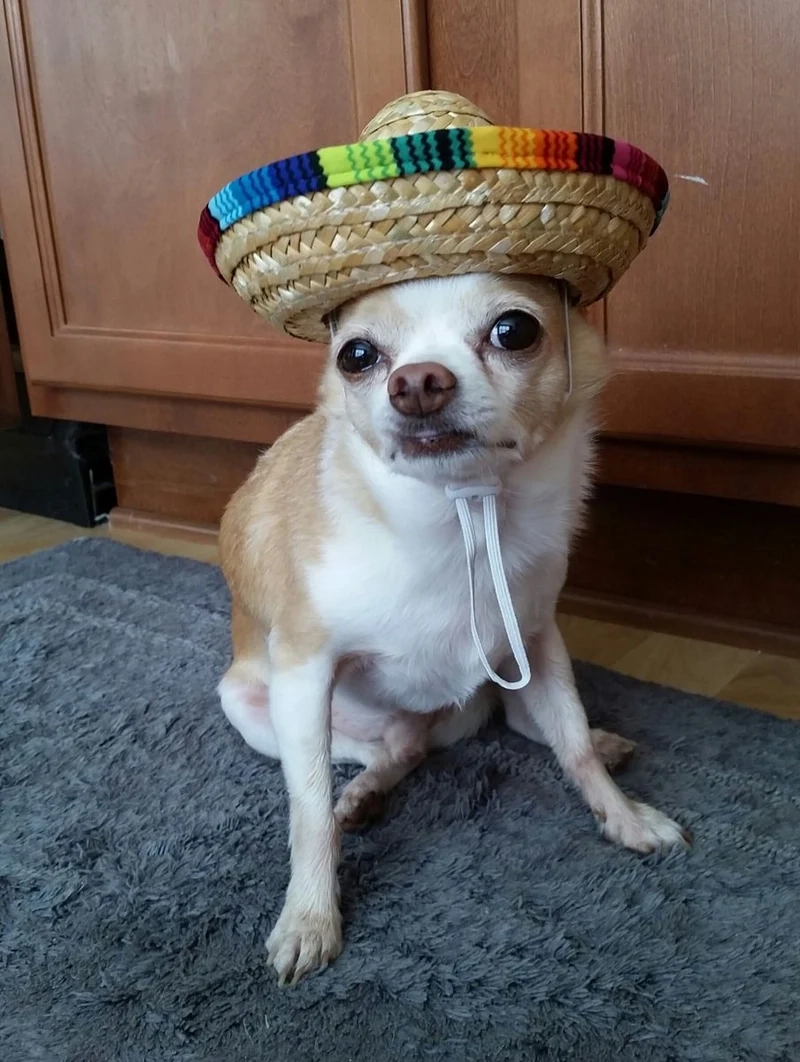 Hình doge meme sẽ làm bạn phải cười tít mắt vì sự ngớ ngẩn dễ thương!