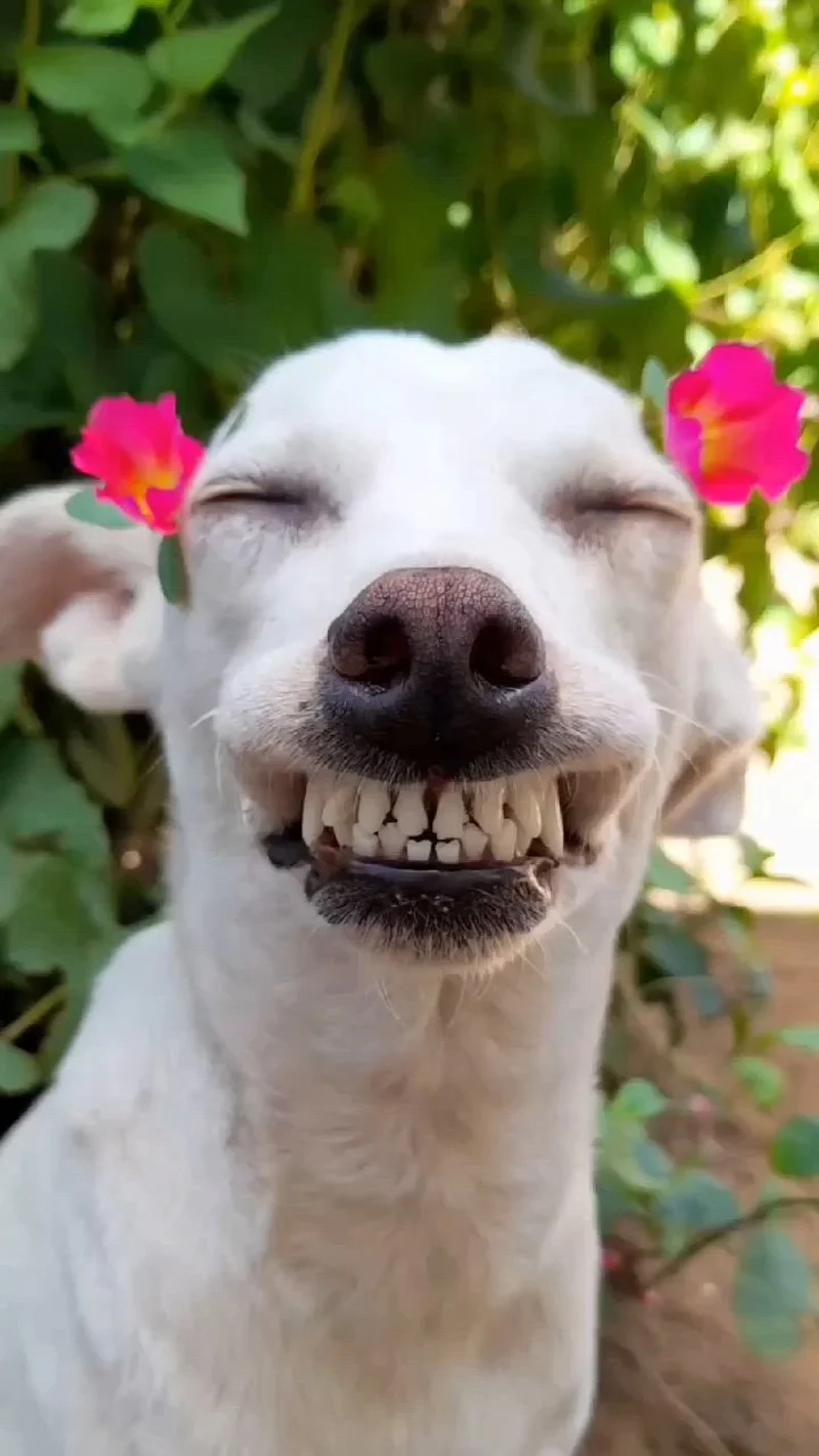 Meme coin doge luôn mang lại tiếng cười bất ngờ với những biểu cảm cực kỳ ngầu!