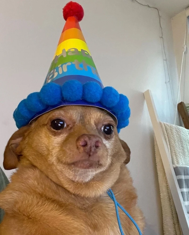 Khám phá ảnh meme doge và bạn sẽ không thể nhịn cười trước sự ngớ ngẩn đáng yêu!