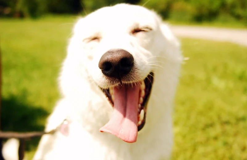 Khi meme doge cầm súng xuất hiện, tiếng cười của bạn sẽ không thể dừng lại!dogecoin meme 