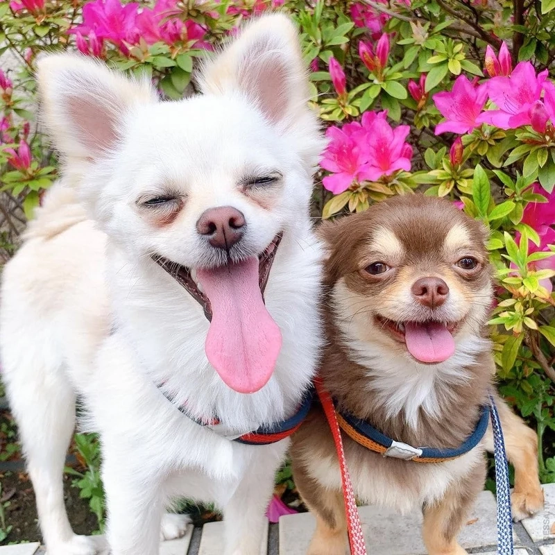 Tận hưởng tiếng cười không ngừng với meme doge việt nam đầy sáng tạo!