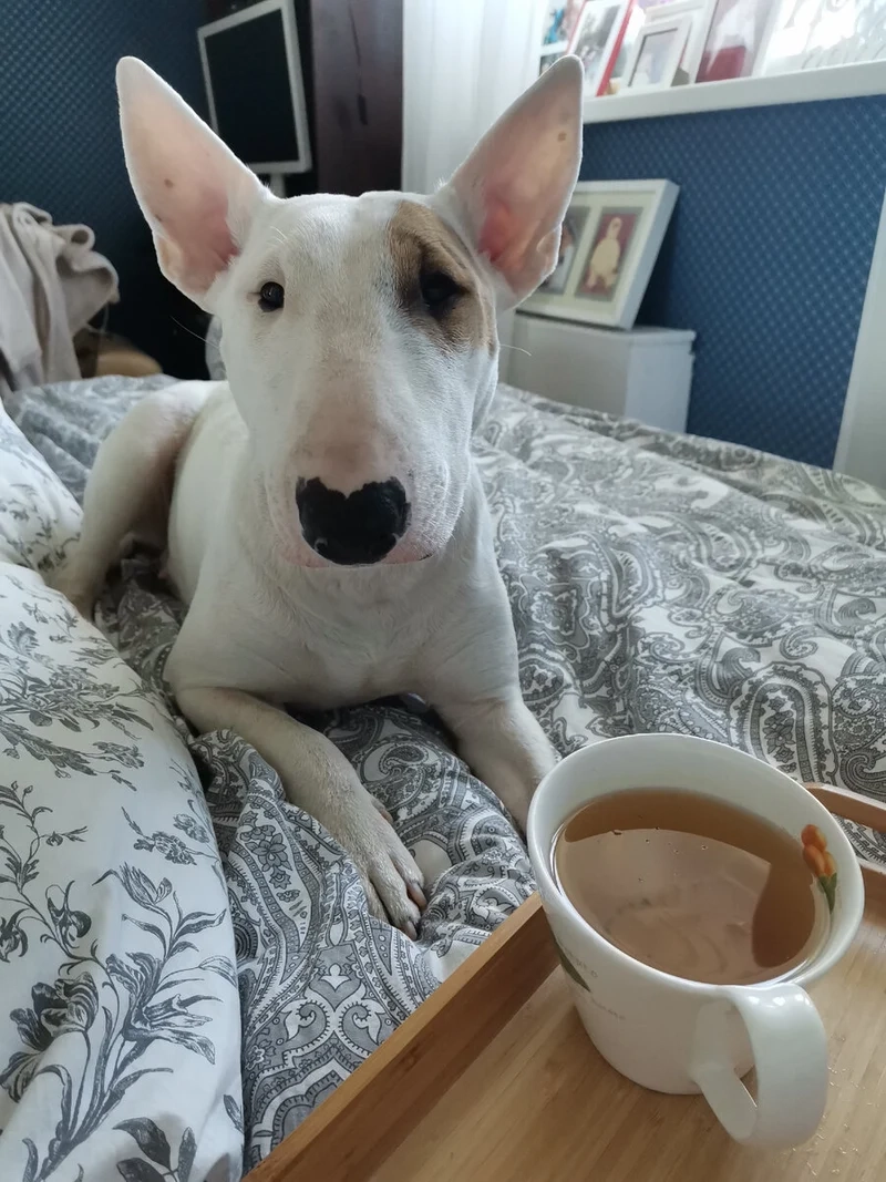 Chắc chắn bạn sẽ thích avatar dog meme vì những biểu cảm dễ thương và vui nhộn!