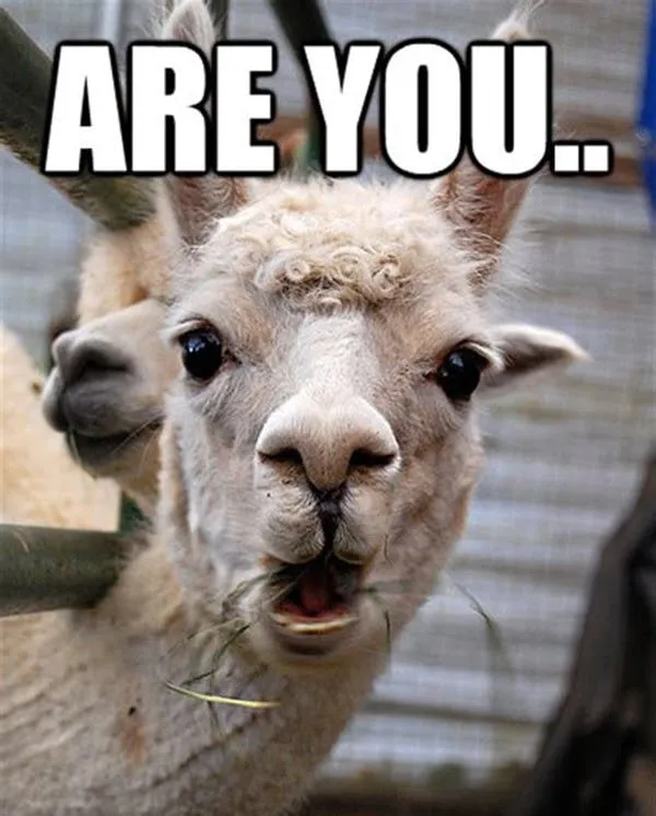 Meme bất ngờ da đen thu hút sự chú ý trên mạng Meme bất ngờ da đen thu hút sự chú ý trên mạng 