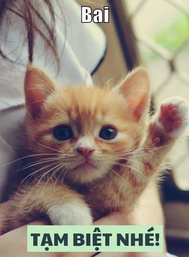 Ảnh meme tạm biệt đáng yêu và dễ thương.