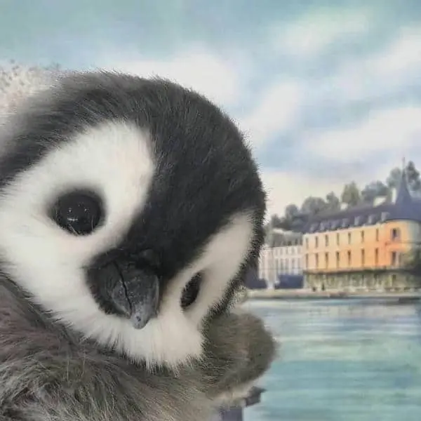 Những hình ảnh cánh cụt dễ thương sẽ làm bạn thích thú