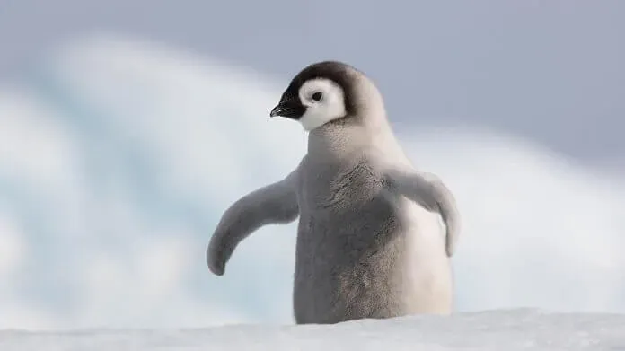 Lưu ngay những hình cánh cụt đẹp mắt và dễ thương