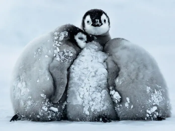 Thêm ngay hình ảnh đáng yêu của một con chim cánh cụt