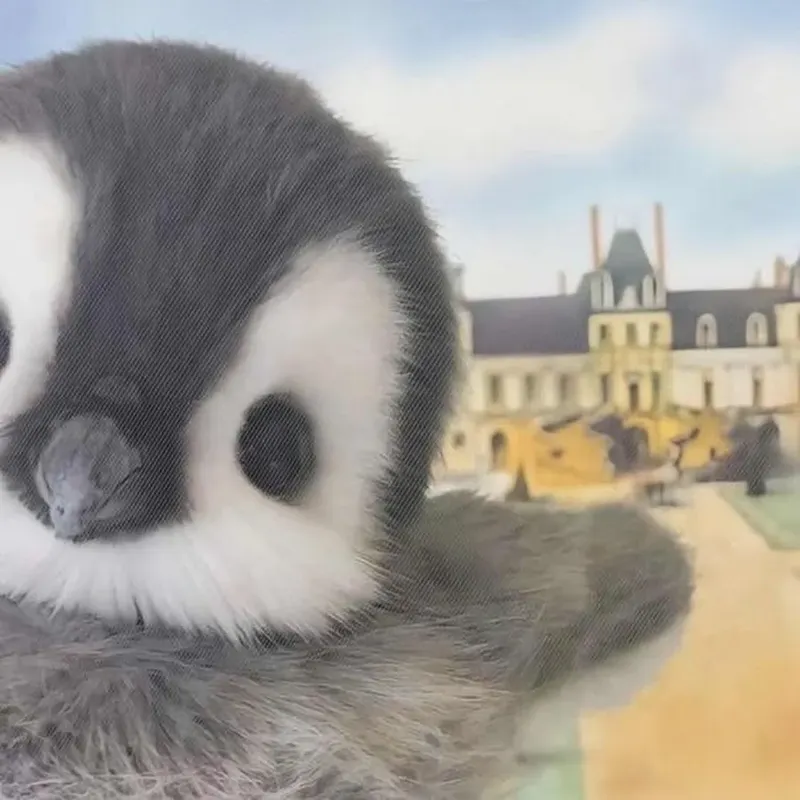 Cùng ngắm nhìn hình nền chim cánh cụt dễ thương cho thiết bị