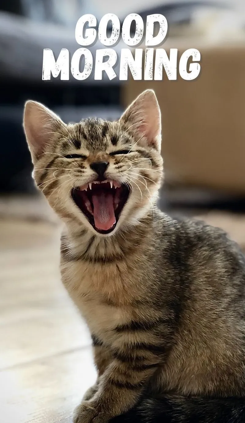 Chào ngày mới meme giúp bạn khởi đầu một ngày mới đầy năng lượng.