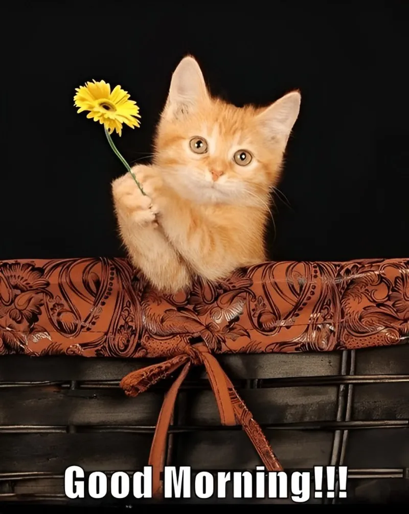 Meme xin chào đáng yêu giúp tạo không gian vui vẻ cho mọi người.