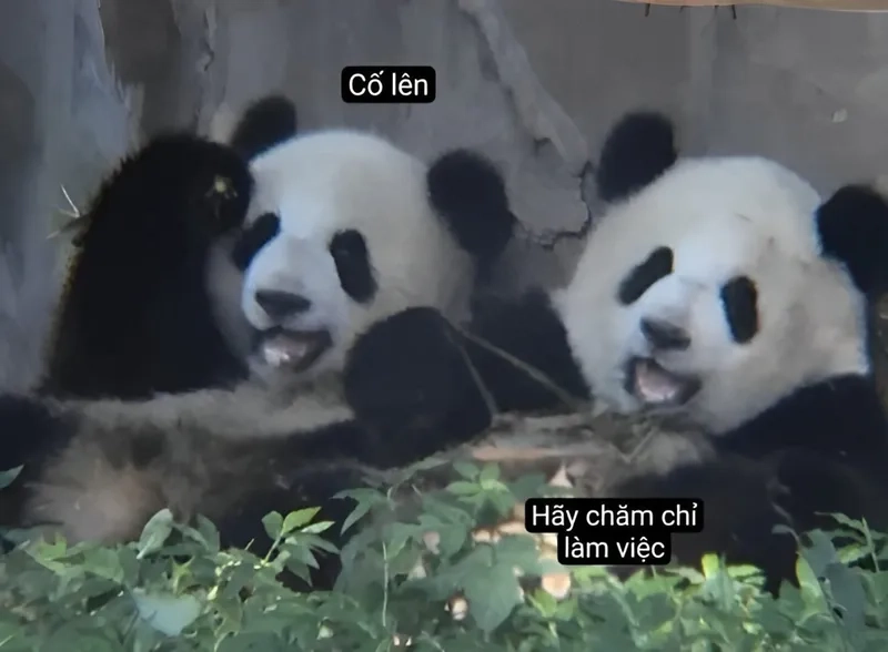 Meme cố lên nào tiếp sức mạnh cho ngày mới. Meme cố lên nào tiếp sức mạnh cho ngày mới.