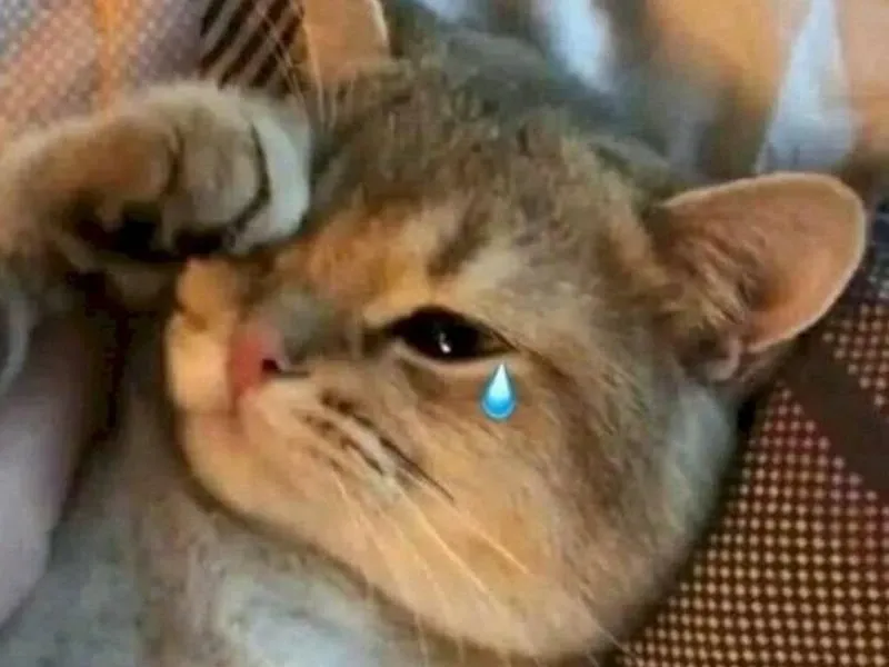Crying girl and chad meme siêu sáng tạo, độc lạ.