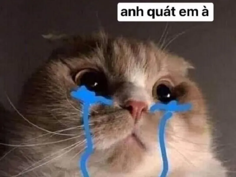 Frog cry meme biểu cảm ngộ nghĩnh, hài hước.