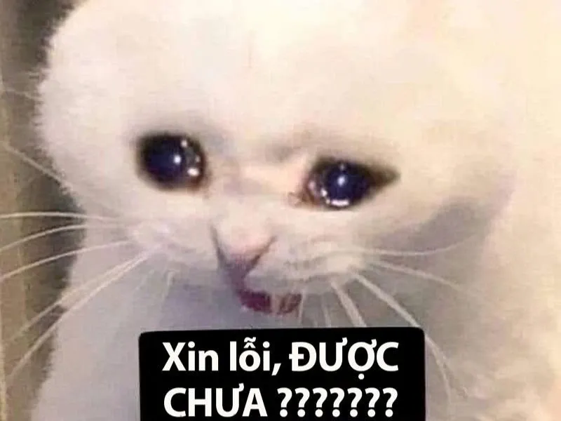 Wojak crying meme cực độc đáo và dễ nhớ.Wojak crying meme cực độc đáo và dễ nhớ. 