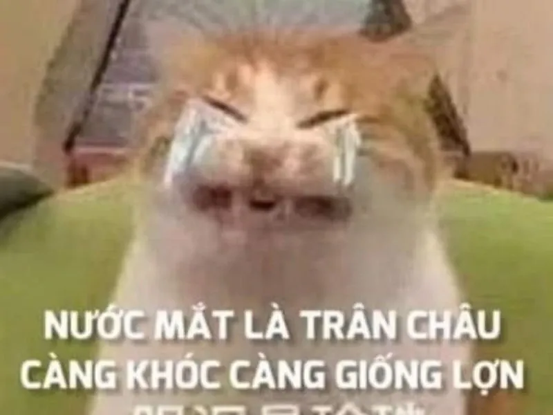 Crying jerry meme hài hước và thú vị.