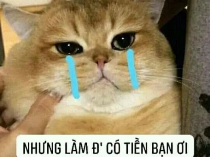Happy crying meme vừa buồn vừa vui, cực kỳ cuốn hút.