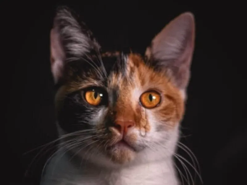 Crying behind mask meme sáng tạo, độc đáo và ấn tượng.