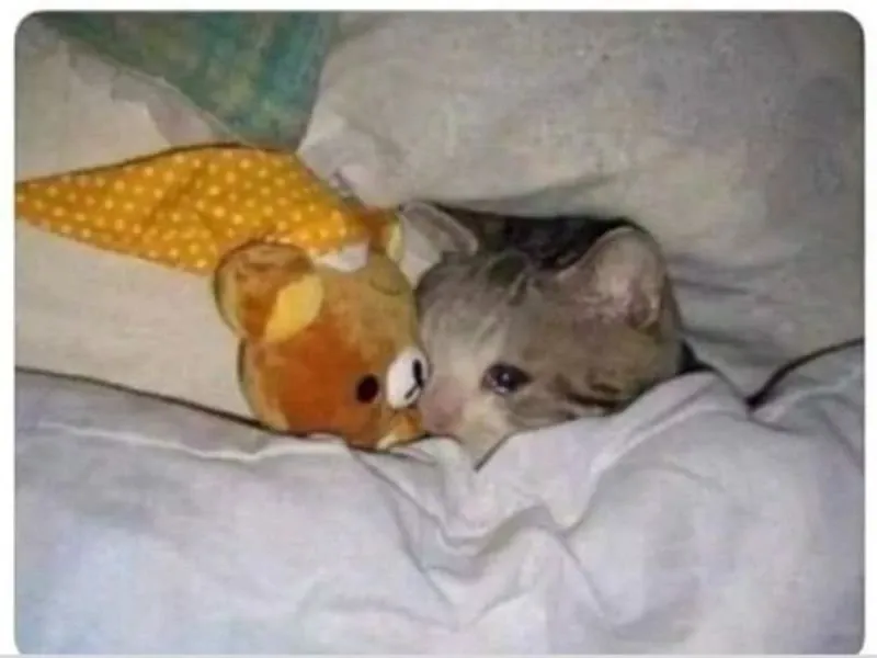 Kitten crying cats meme đáng yêu và đầy cảm xúc.