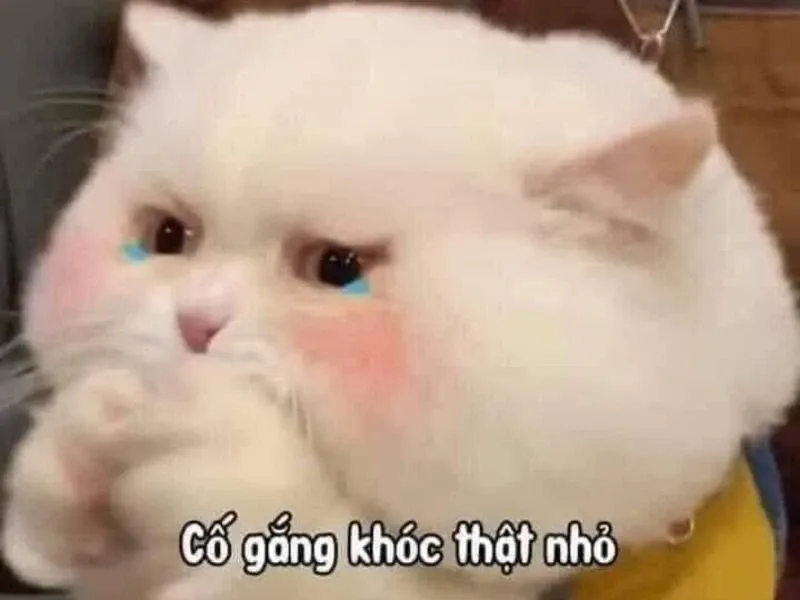 Cry about it meme sâu lắng nhưng vẫn gây cười.