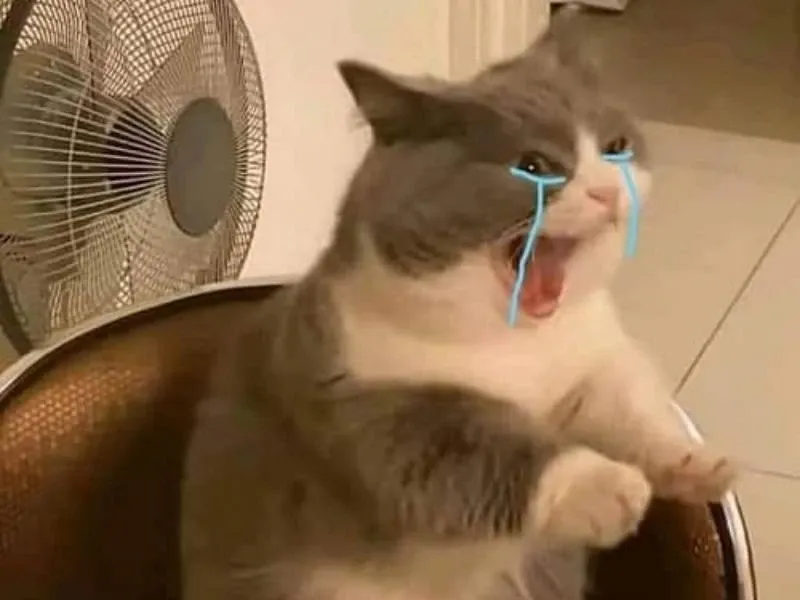 Crying pepe meme đầy cảm xúc, hài hước.