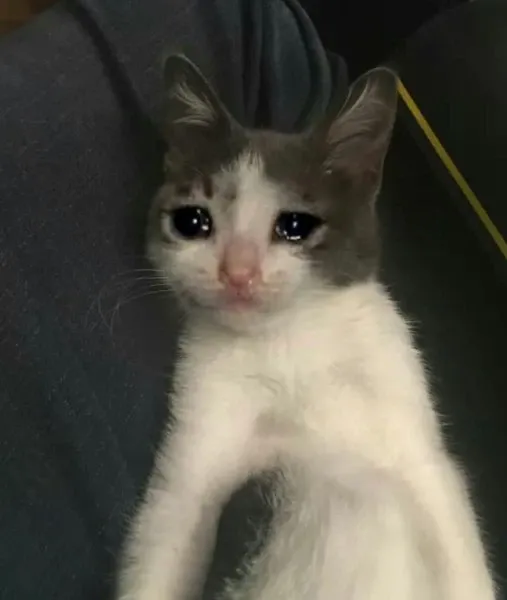 Meme cat cry với biểu cảm hài hước đầy xúc động.