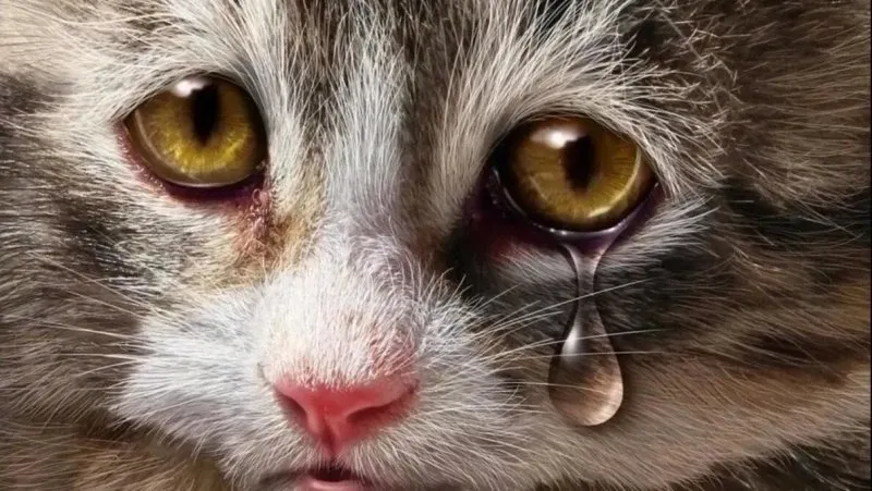 Cry cat meme siêu dễ thương, gây ấn tượng mạnh.