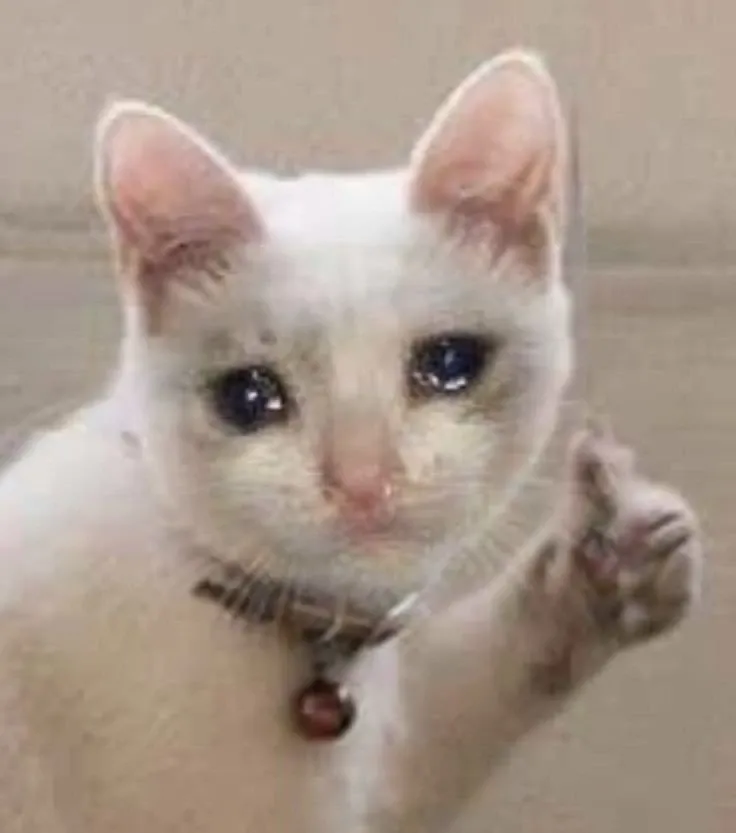 Cat crying meme biểu cảm độc đáo, hài hước.Cat crying meme biểu cảm độc đáo, hài hước. 