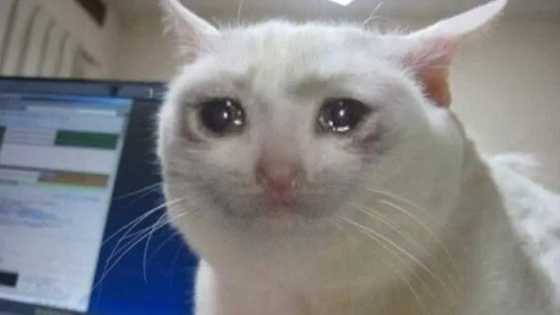Cat meme cry lôi cuốn với nét buồn dễ thương.