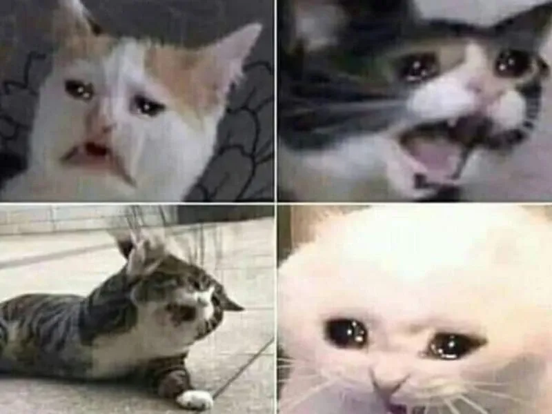 Meme cat crying ngộ nghĩnh, mang lại nụ cười.