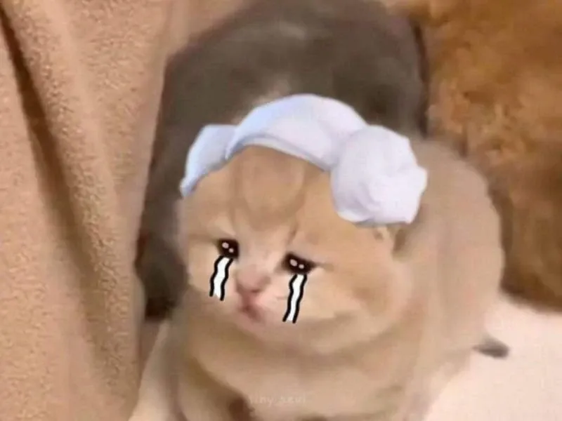 Meme cry cat dễ thương, cực kỳ đáng yêu.