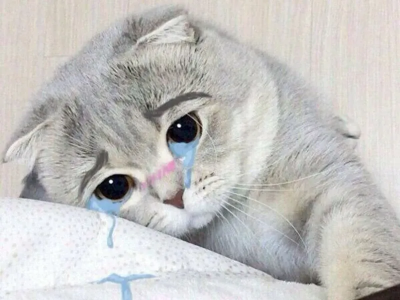 Cat cry when holding phone meme hài hước, siêu độc đáo.