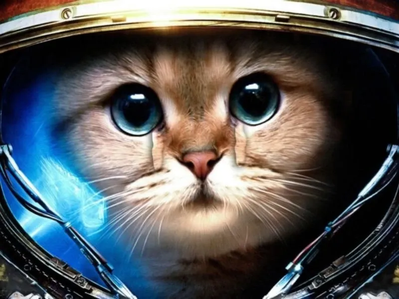 Crying wojak meme sáng tạo và rất độc đáo.