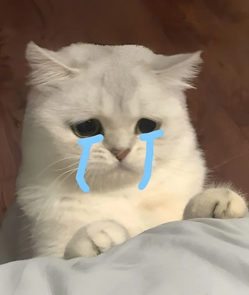 Cat cry when holding phone meme gây cười với hình ảnh mèo buồn bã khi cầm điện thoại.
