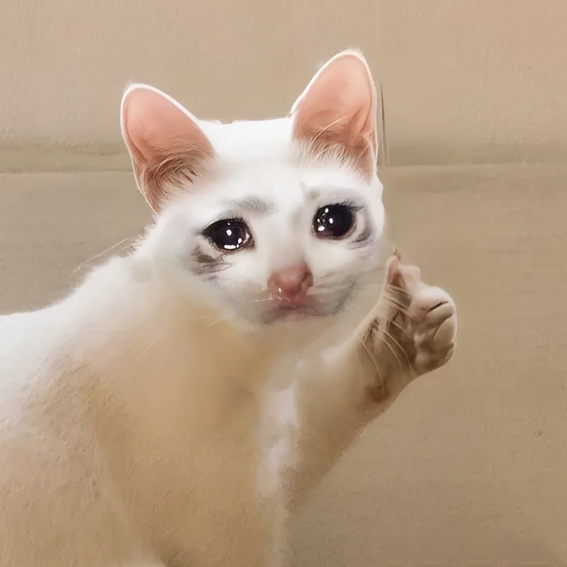 Cat meme crying mang đến hình ảnh hài hước nhưng không kém phần dễ thương.