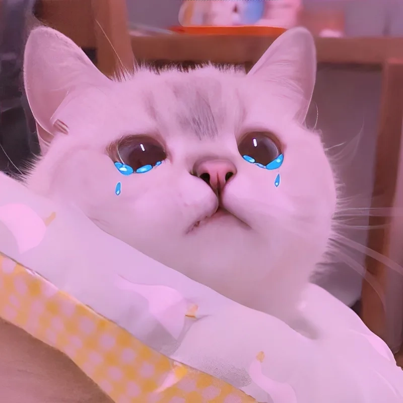 Meme crying cat khiến bạn cảm nhận được sự đáng yêu đầy cảm xúc của chú mèo.