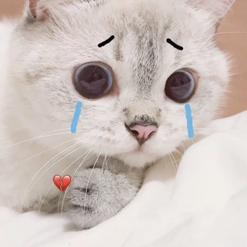 Meme cat crying với những giây phút cảm động, lại cực kỳ dễ thương.
