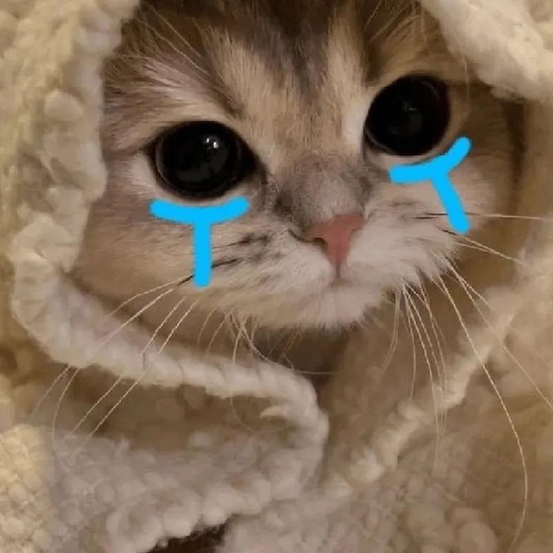 Cat crying meme trở thành trào lưu, khiến người xem không thể ngừng bật cười.