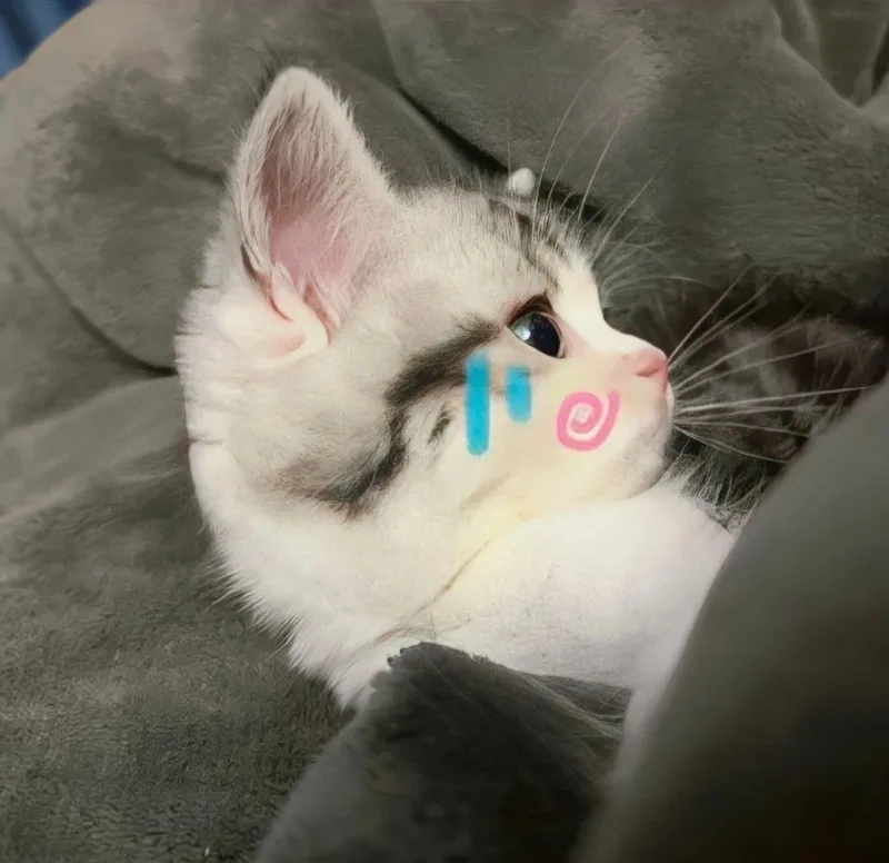 Meme cat cry làm bạn không thể nhịn cười với biểu cảm hài hước của chú mèo.