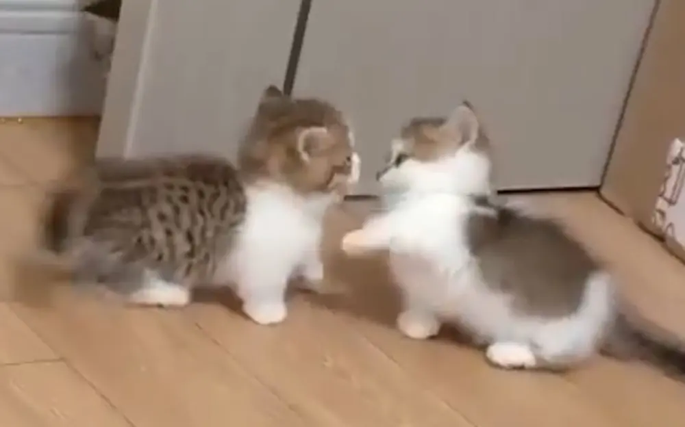 Meme bị đánh với biểu cảm ngộ nghĩnh khiến ai cũng cười.