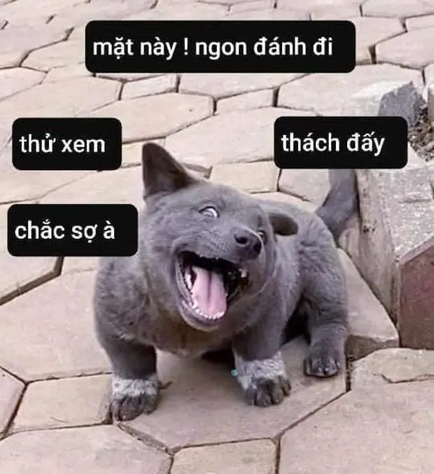 Meme đánh vai dễ thương và cực kỳ vui nhộn.
