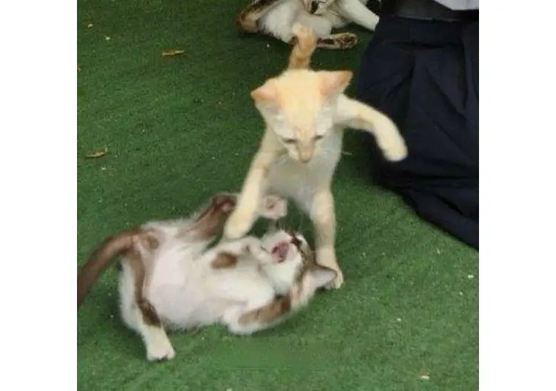 Meme đánh dép mang đến tiếng cười đầy bất ngờ.