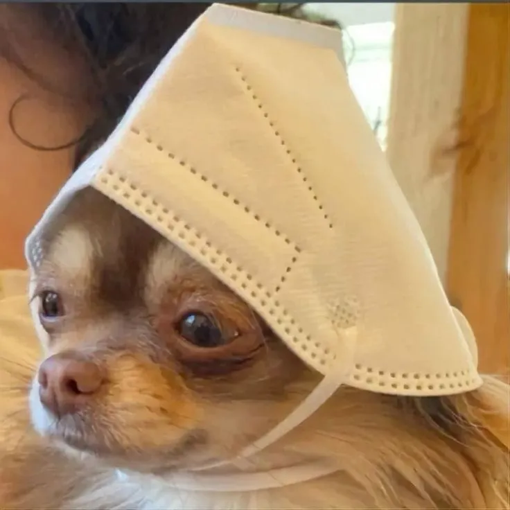 Meme mèo đội quần siêu cute, phù hợp cho mọi bài viết.