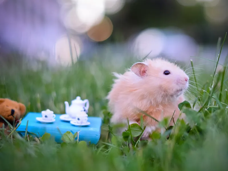 Thêm sắc màu với ảnh meme chuột hamster dễ thương.