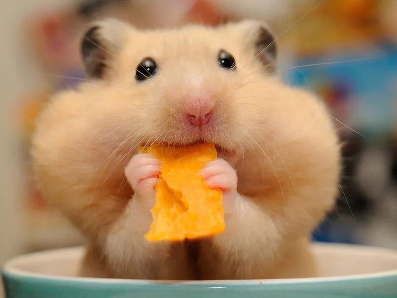 Cười ngất với hình ảnh chuột hamster meme thú vị.